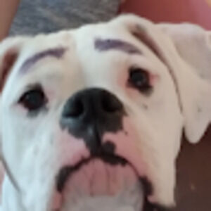 Meet your Posher, Emerson